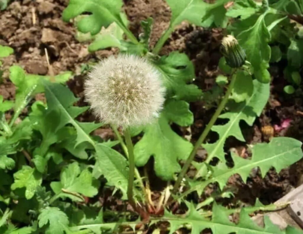 蒲公英不能与哪些食物一起吃_蒲公英的药用价值