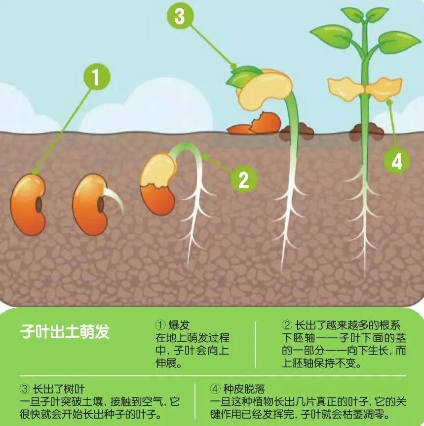 世界上什么生物的气力最大_你知道吗