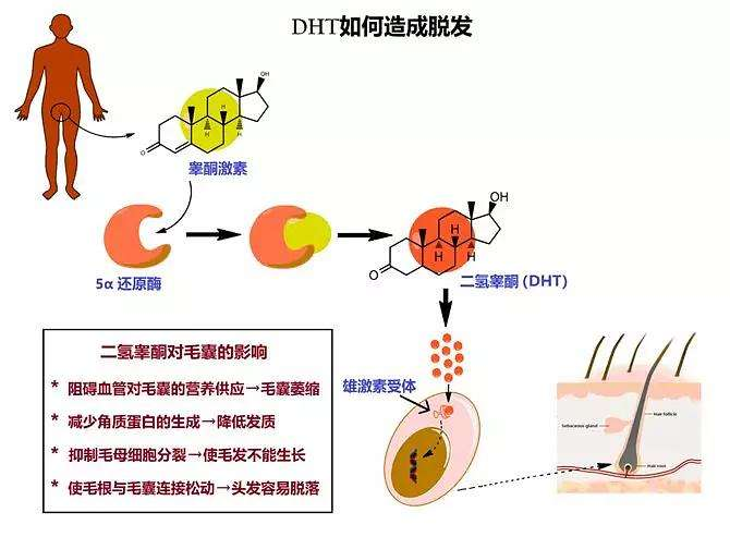 大量脱发怎么办_大量脱发的解决方法