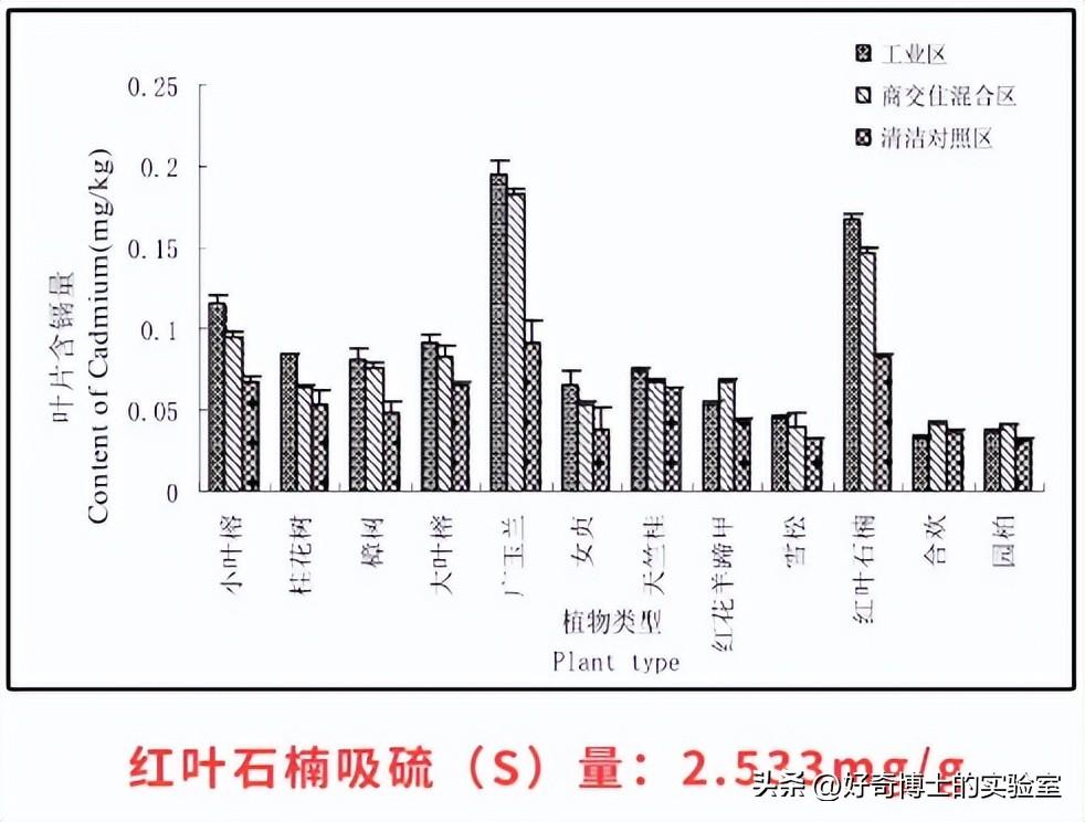 为什么满大街种石楠花_石楠花唯一的缺点