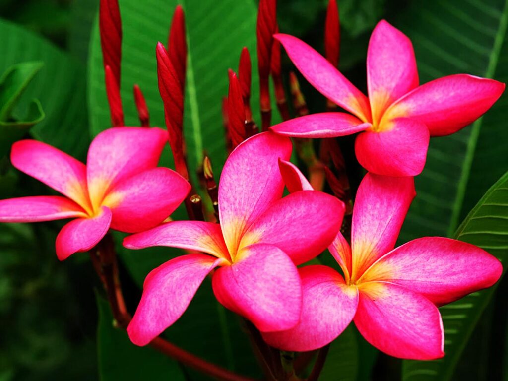 鸡蛋花怎么养_鸡蛋花养殖方法