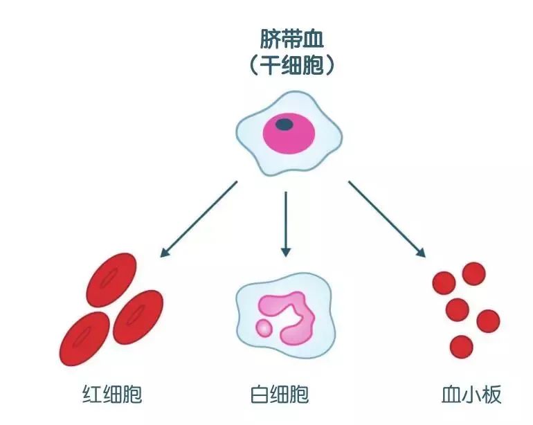 脐带血是否值得花钱保存_脐带血的作用