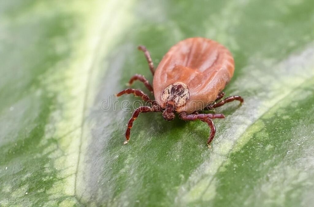 夏季应提防哪些虫子_夏季应提防这些虫子