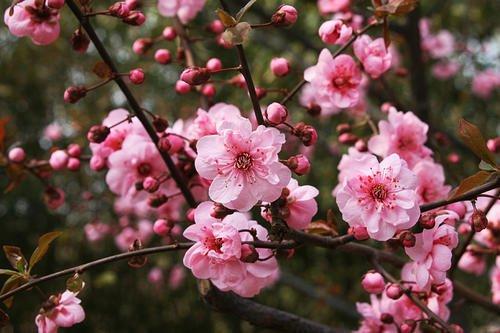 浙大一个走廊被紫藤花淹没