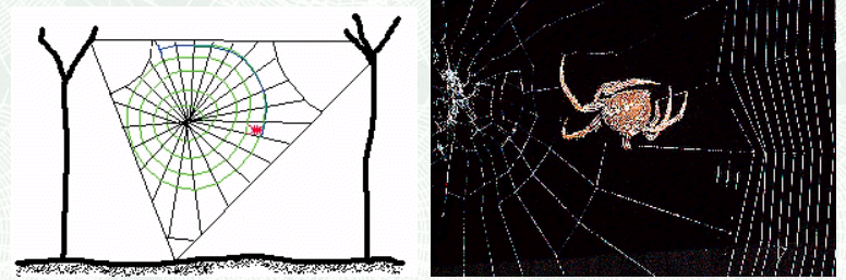 蜘蛛是如何完成织网的_蜘蛛织网的全部过程
