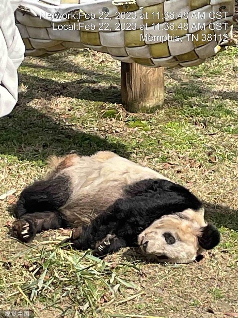 旅美20年“丫丫”在美国经历了什么