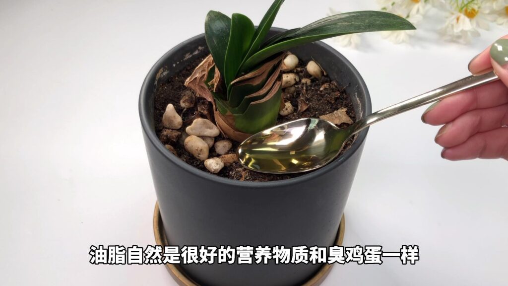 油烟机里的废油怎么处理_油烟机废油的妙用