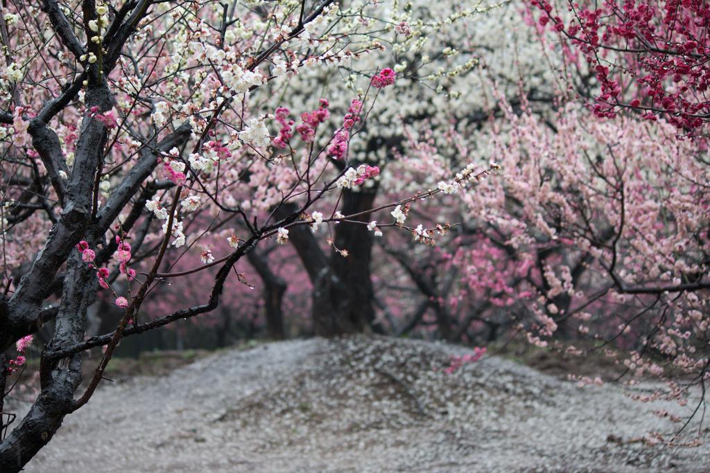 花中四君子是什么_四君子代表的意义