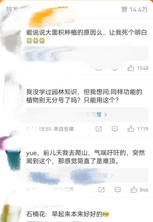 石楠花是个什么味_石楠花被骂