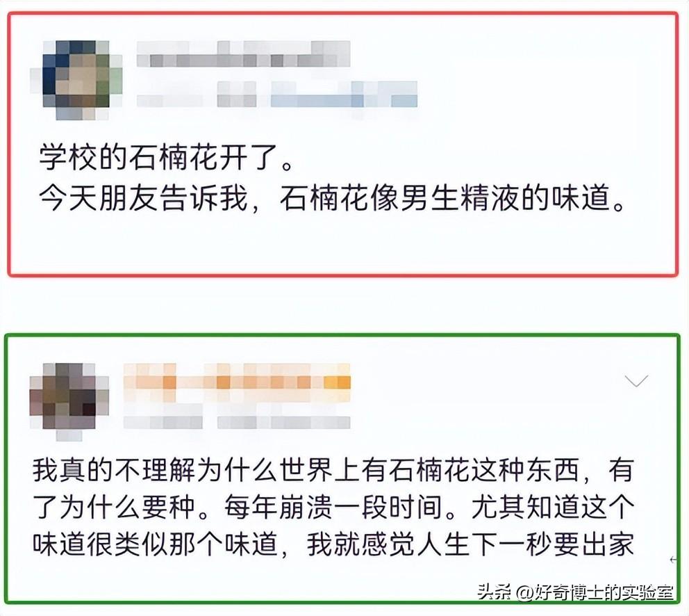 为什么满大街种石楠花_石楠花唯一的缺点