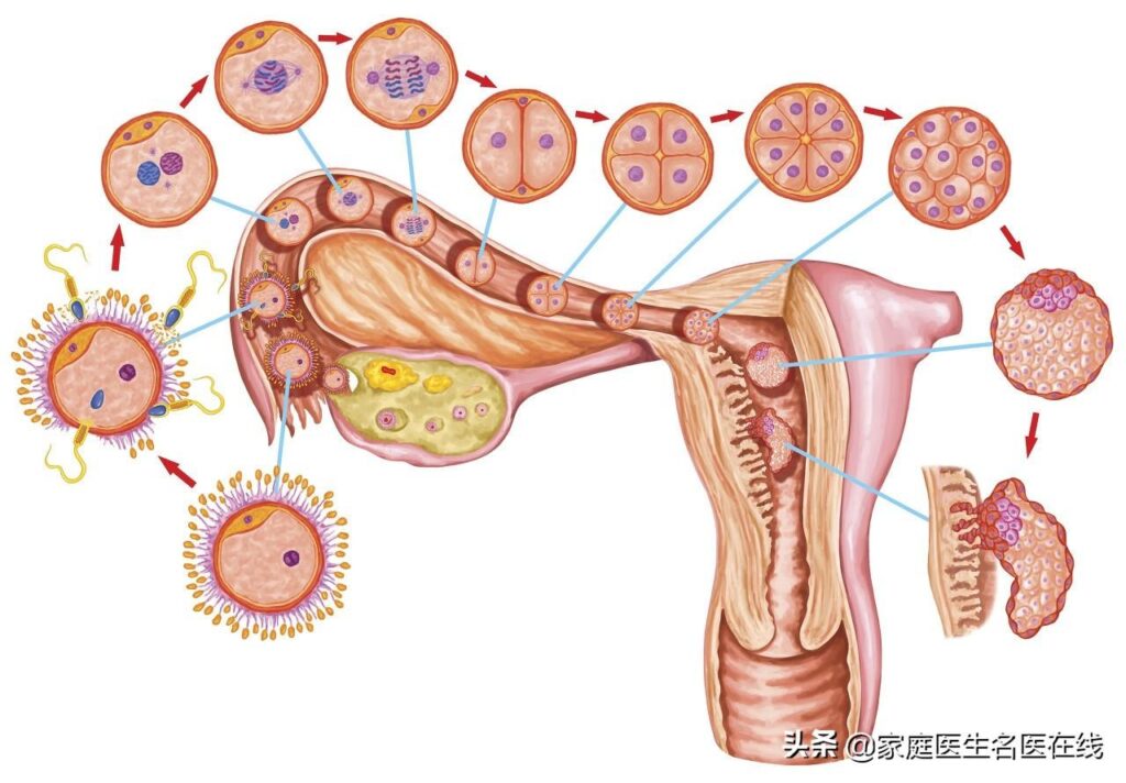 试管婴儿着床失败的因素有哪些_试管婴儿着床失败的因素