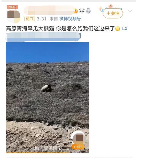 网传青海现野生大熊猫 专家：不可能