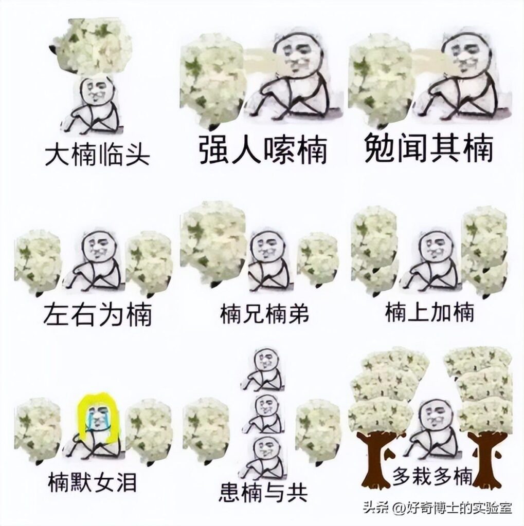 为什么满大街种石楠花_石楠花唯一的缺点