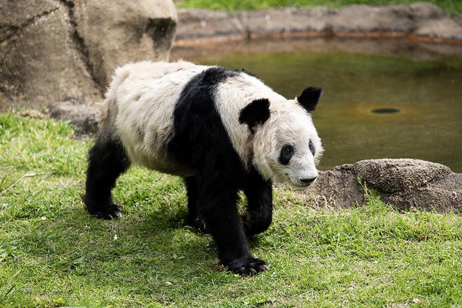 旅美20年“丫丫”在美国经历了什么