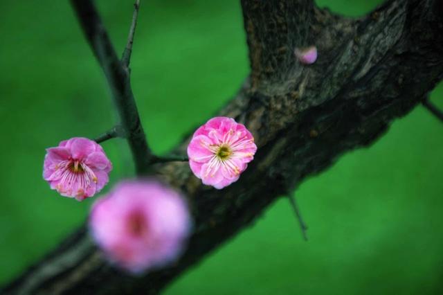 浙大一个走廊被紫藤花淹没