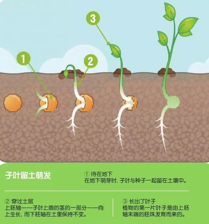 世界上什么生物的气力最大_你知道吗