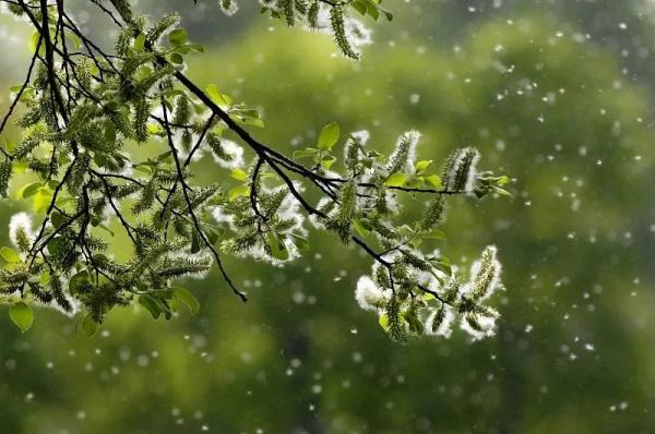 为什么会花粉过敏_花粉过敏的真正原因