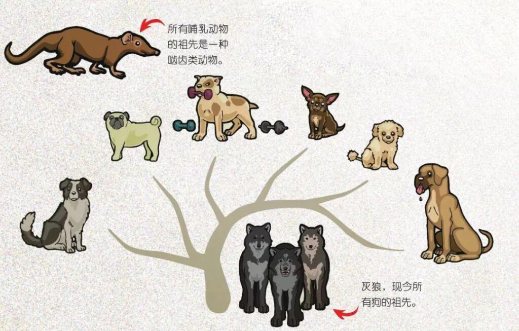 我们真是猿变的吗_人类的进化历史