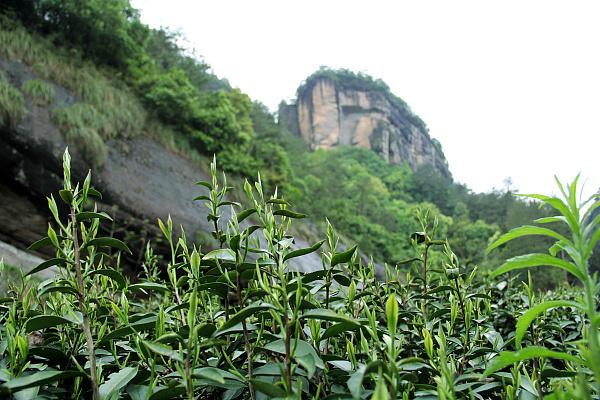 旅游专列来啦