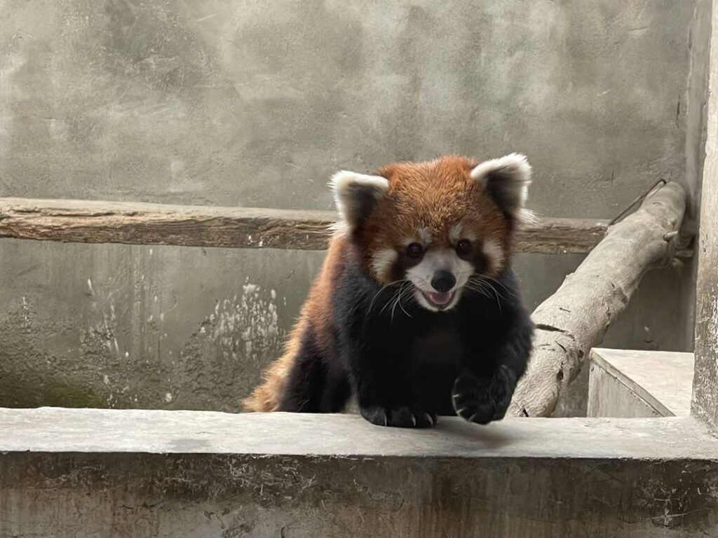 警方破获大案解救63只小熊猫