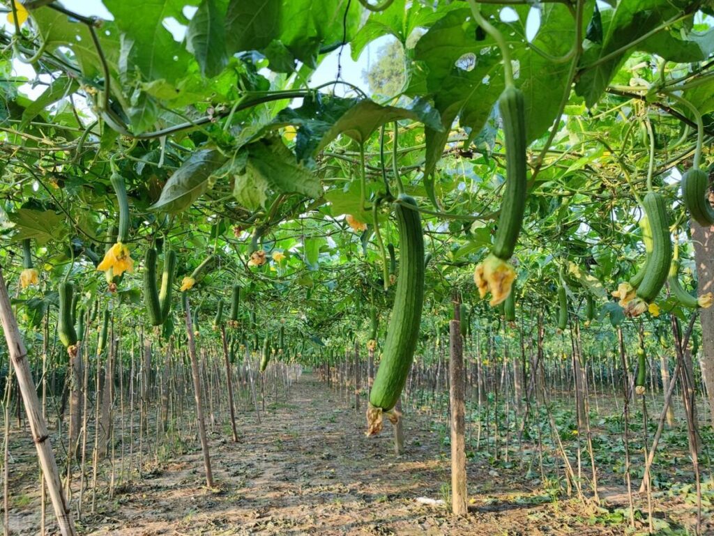 丝瓜怎么种产量高_丝瓜这样种植才能高产