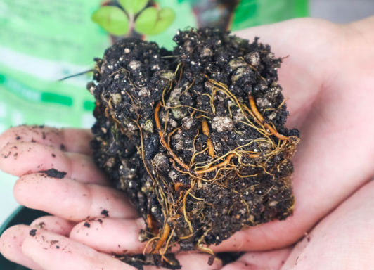 铁线莲种植多久开花_铁线莲种植方法