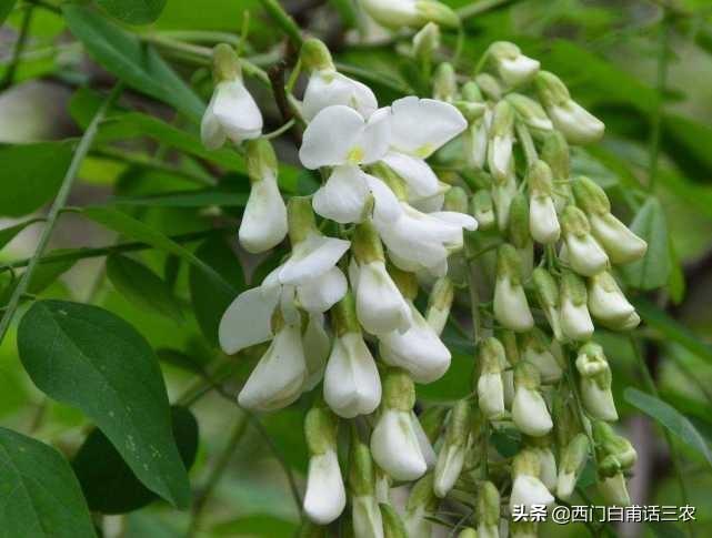 洋槐花什么季节可以吃_洋槐花什么时候能吃