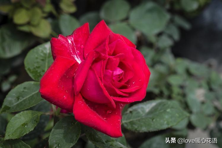 月季花的花语是什么_月季花适合送哪些人