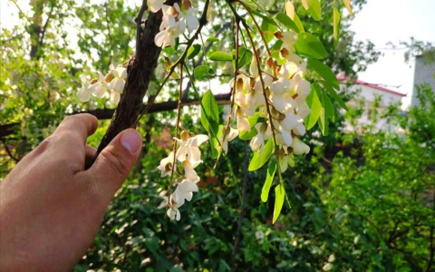 树上的花能吃是什么树_树上的花能吃的有哪些