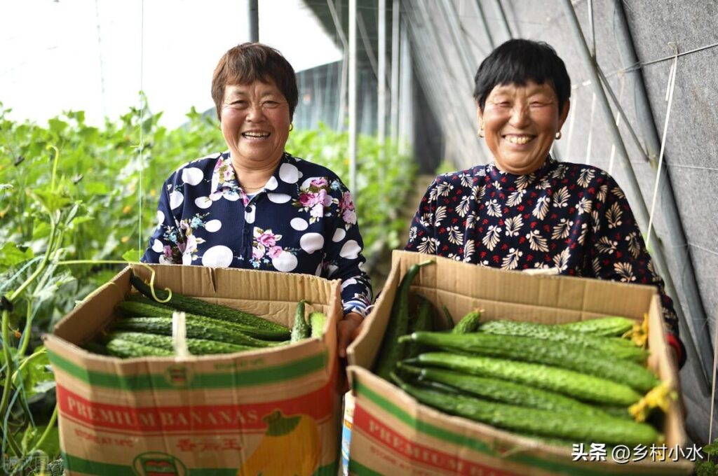 黄瓜怎样种植高产_黄瓜怎么种植才能高产