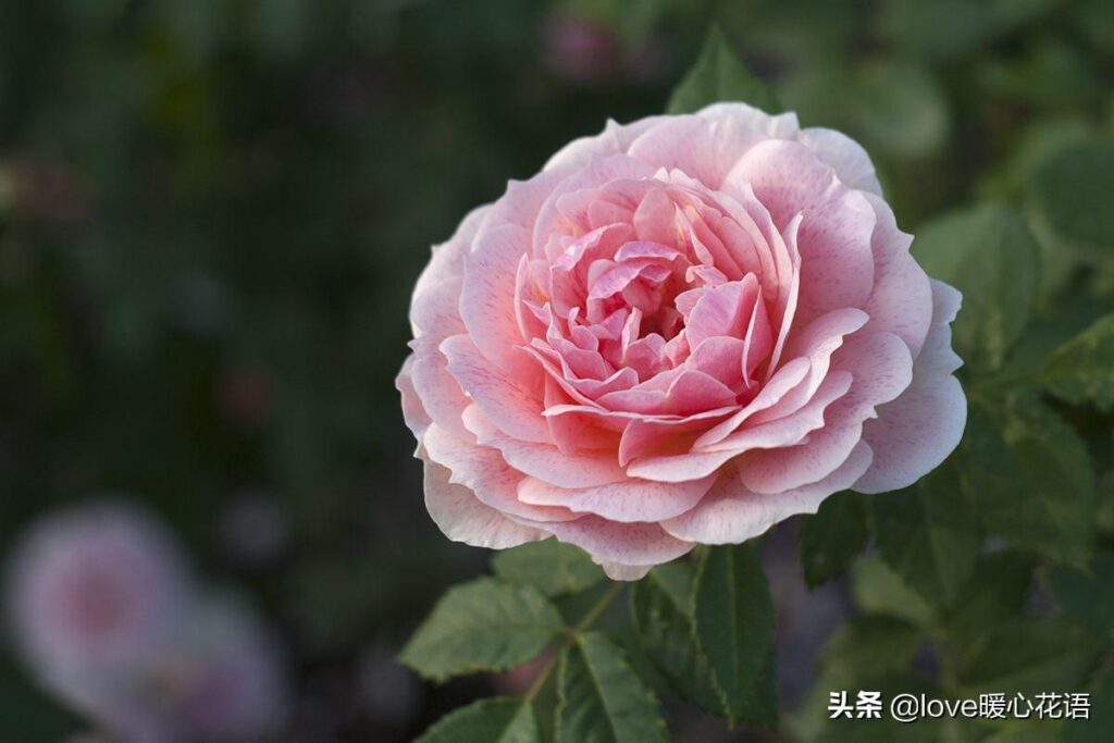 月季花的花语是什么_月季花适合送哪些人