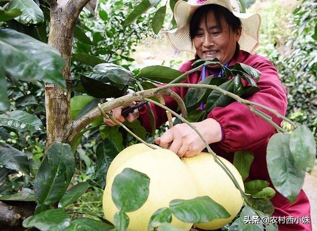 柚子一般种植几年结果_柚子树的栽培与管理