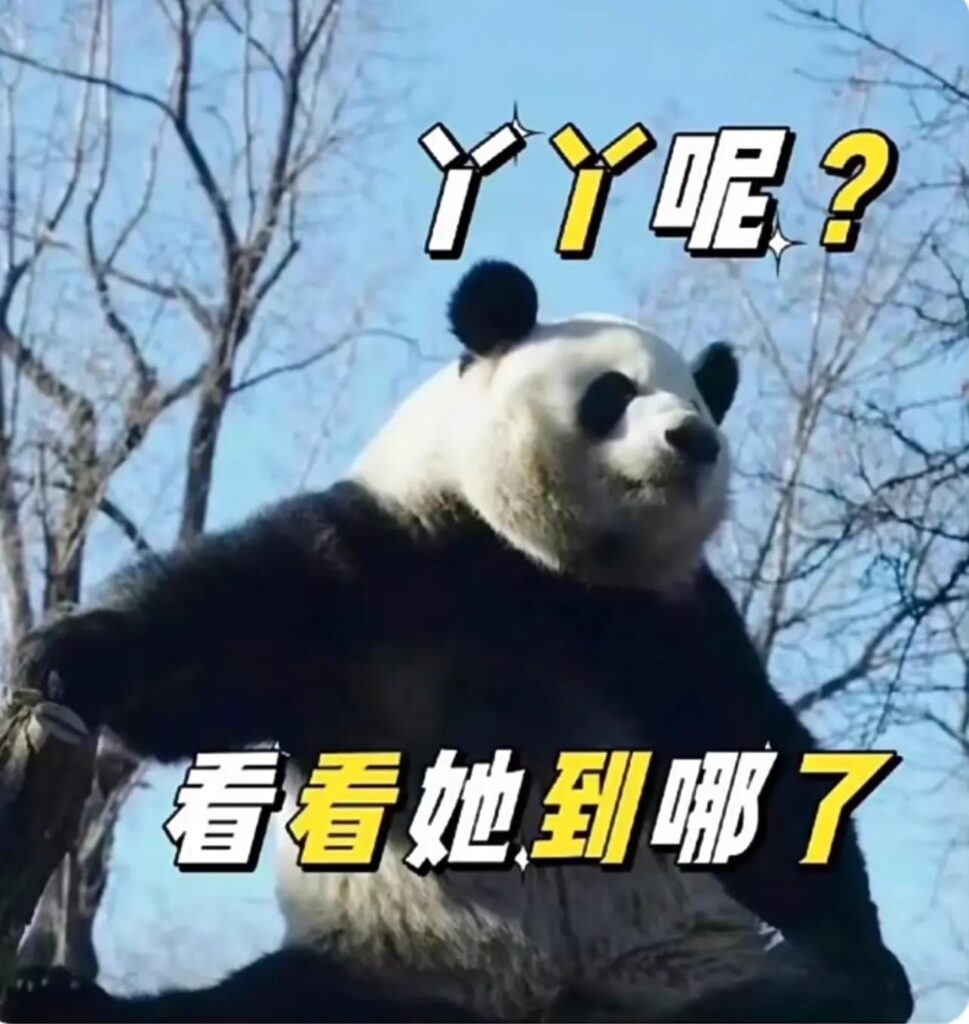 丫丫即将启程回北京