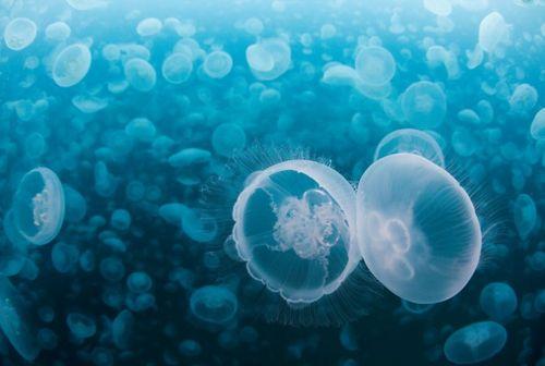 海洋食物是怎样传递的_海洋食物传递方法