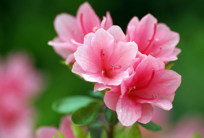 杜鹃花什么季节开花_杜鹃花怎样养护