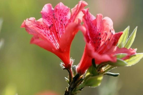 杜鹃花什么季节开花_杜鹃花怎样养护