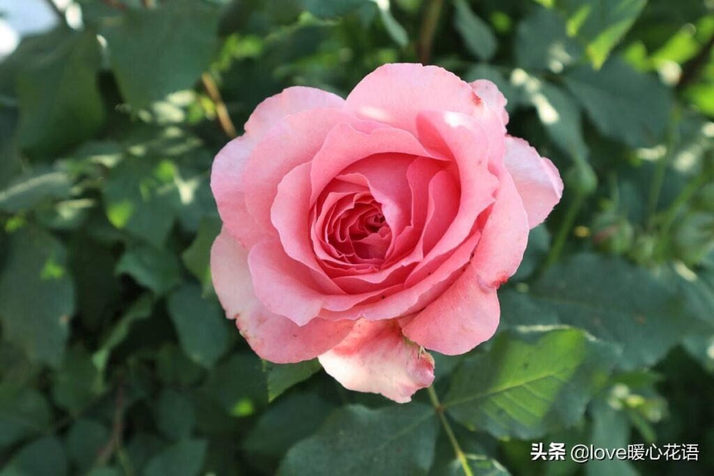 月季花的花语是什么_月季花适合送哪些人