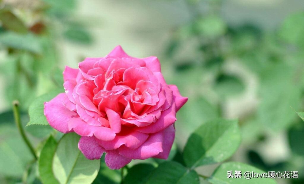 月季花的花语是什么_月季花适合送哪些人