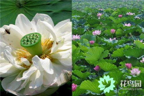 荷花怎么种植_种植荷花要注意什么