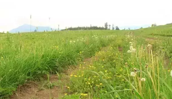 什么是自留地_自留地与宅基地的区别