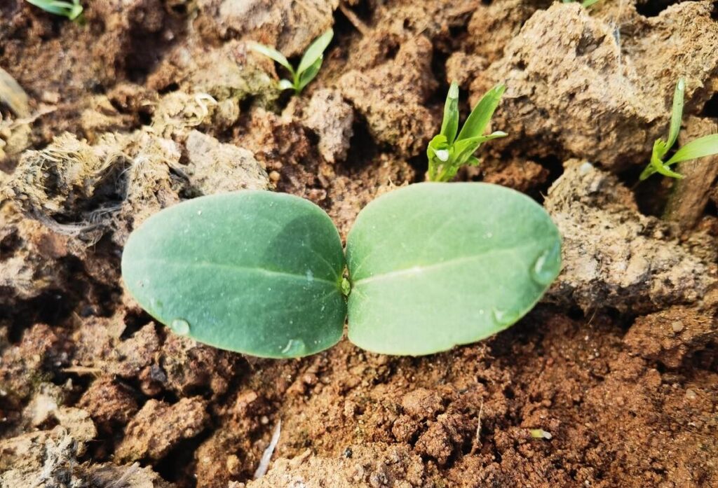 丝瓜怎么种产量高_丝瓜这样种植才能高产