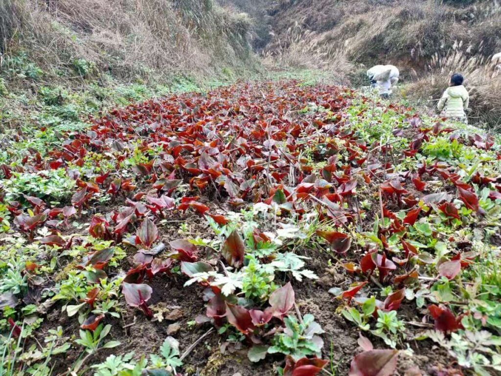 致富种植项目有哪些_种植致富新项目