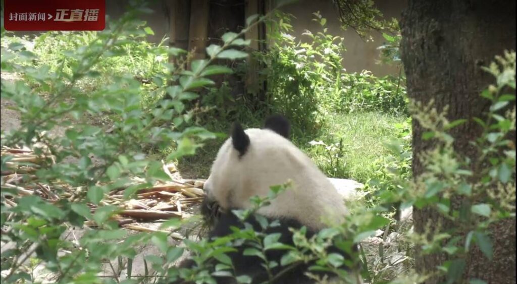 汶川地震饲养员连抱带抬转移大熊猫