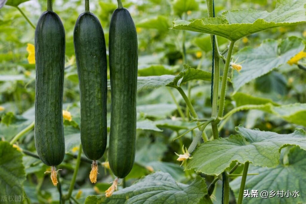 黄瓜怎样种植高产_黄瓜怎么种植才能高产