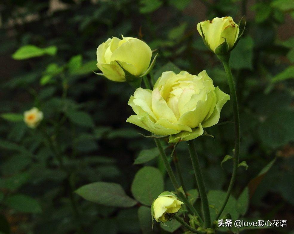 月季花的花语是什么_月季花适合送哪些人