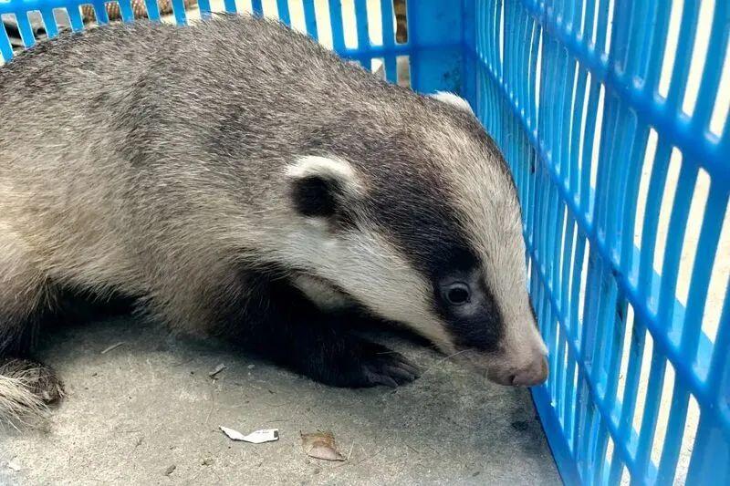 上海再现野生四不像