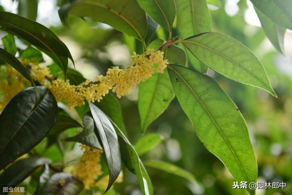 养的桂花不开花怎么回事_怎样才能让种植的桂花提早开花