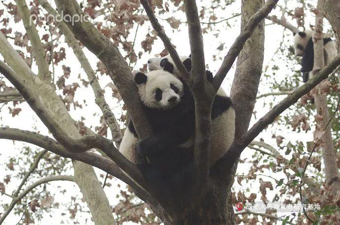 大熊猫会发情吗_一文解答