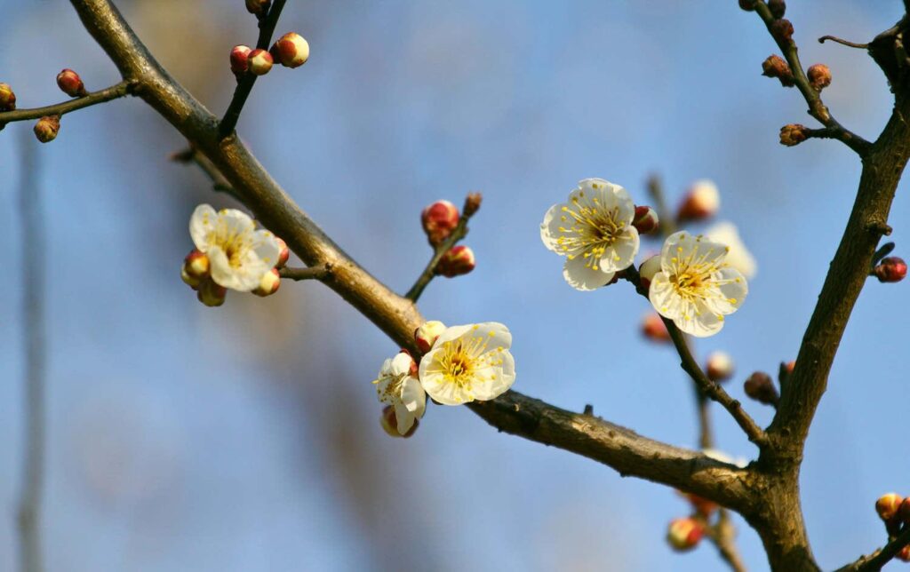 梅花是冬季开的吗_梅花象征着什么