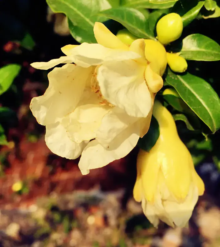 石榴花几月开花_石榴花会开花吗